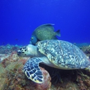 Aloha Dive - Diving Instruction