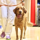 Obedience & Training Baxter - Pet Training