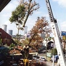 Odd Job Tree Specialist - Stump Removal & Grinding