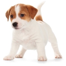 Northville Animal Hospital - Veterinary Clinics & Hospitals