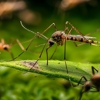 Pennsauken Advanced Pest Management gallery