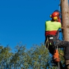 Arbor Ace Tree Service gallery