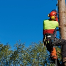 Arbor Ace Tree Service - Tree Service