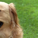 High Tails Dog and Cat Outfitters - Pet Stores