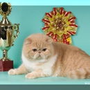 Exotic Dit-Dots - Pet Breeders
