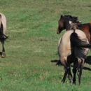 Rainier Equine Hoof Recovery Center