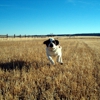 New Freedom Dog Training gallery