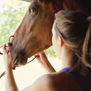CC Equine Services - Horse Training