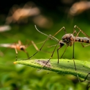 Environment 1st Pest Management - Pest Control Equipment & Supplies