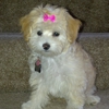 Pet Supplies Plus gallery