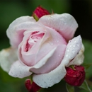 Sea Cliff Gardens Bed and Breakfast - Bed & Breakfast & Inns