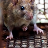 B & M Pest Control gallery