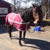 Masconette Farm - Horse Boarding - Carriage Driving gallery