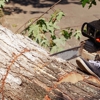 Howard's Tree Service Inc gallery