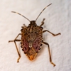 Sure Thing Pest Control gallery