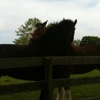 Wolffer Estate Stables gallery
