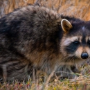 Panther Wildlife - Pest Control Services