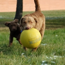 Itasca Dog Lodge - Pet Boarding & Kennels