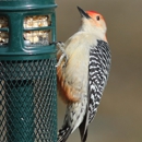 J J Cardinal's Wild Bird Store - Bird Feeders & Houses