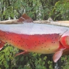 Carter's Taxidermy gallery