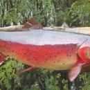 Carter's Taxidermy - Taxidermists