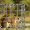 A+ Wildlife Control gallery