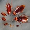 Xtreme Pest Control & Termite gallery