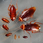 Xtreme Pest Control & Termite