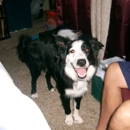 Animal Shelter - Humane Societies