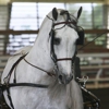 Argent Sky Equestrian Training Center Inc. gallery