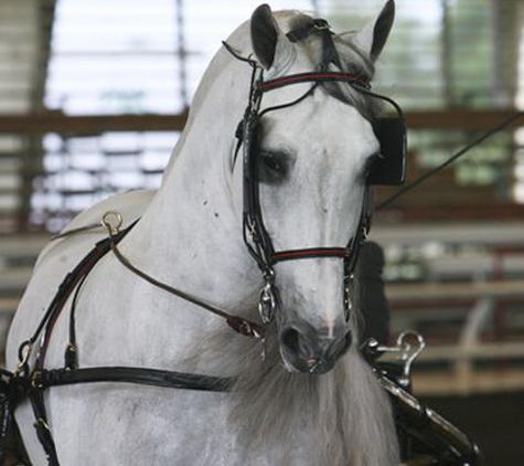 Argent Sky Equestrian Training Center Inc. - Miami, FL