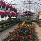 Texscapes Nursery And Landscape