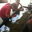 Nantucket Aquarium - Public Aquariums