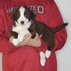 Heaven to Earth Rescue gallery