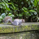 Little's Critter & Industrial Services - Pest Control Equipment & Supplies