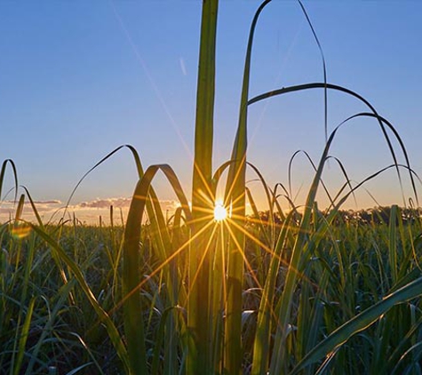 MSF Sugar - Gordonvale, QLD
