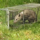 ASAP Wildlife Control - Pest Control Services