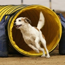 Cowtown Dog Sports - Dog Training