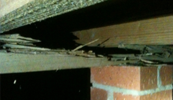 Buzz Off - Kennington, VIC. Damage found in the sub floor of a Strathdale house