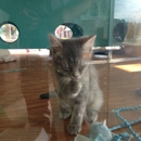 Cat's Cradle - Animal Shelters