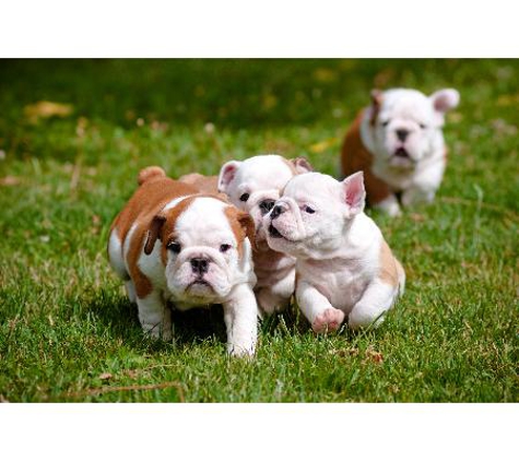 Warwick Town & Country Vets - Warwick, QLD