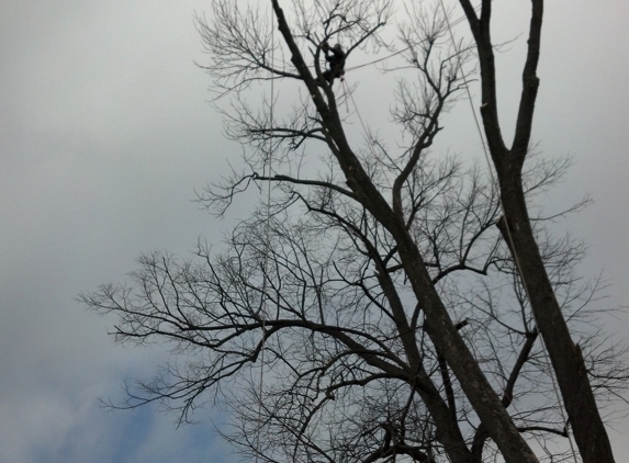 1st Choice Tree Service - Lima, OH