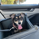 Bay Area K9 Association - Associations
