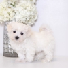 Florida Puppies Online gallery