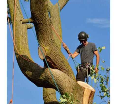 All About Tree Services QLD - Elanora, QLD