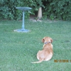 Don's Pet Containment Installation gallery