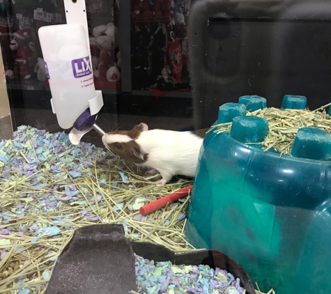 PetSmart - Tempe, AZ