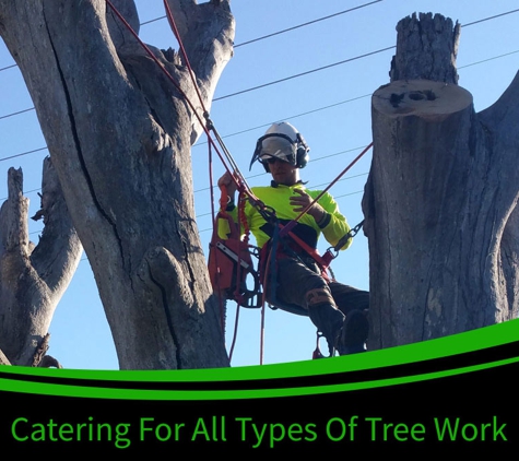Bell's Tree Service - Wallamore, NSW. Catering For All Types of Tree Works