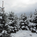 Rusty Gate Tree Farm - Christmas Trees