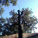 Jose Ramos Tree Service - Tree Service